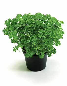 Xenon Parsley Petroselinum seed 